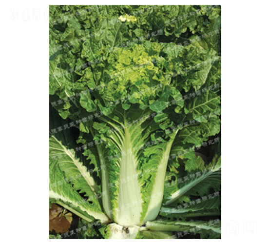 ��ò�-�¸߸���-��ײ˷N��-�¸�