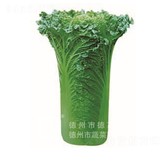 青華60-大白菜種子-德高