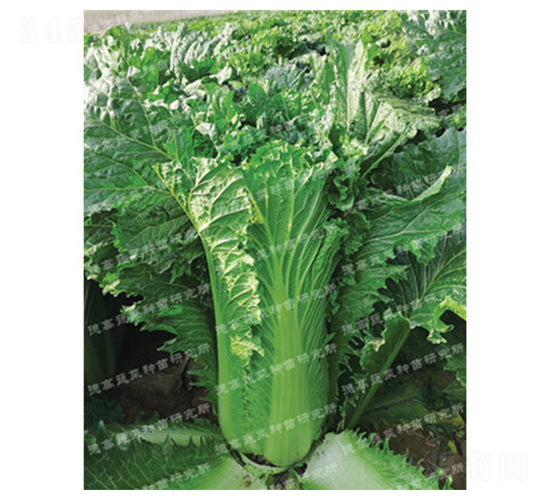 鐵甲309-大白菜種子-德高