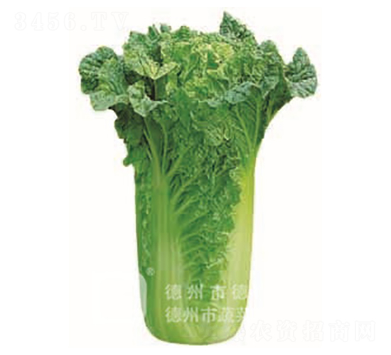 青麻葉白菜-青華45-大白菜種子-德高