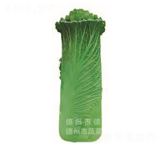 青麻葉白菜-青華80-大白菜種子-德高
