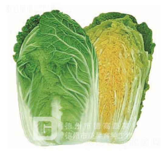 黃心白菜-黃冠-大白菜種子-德高