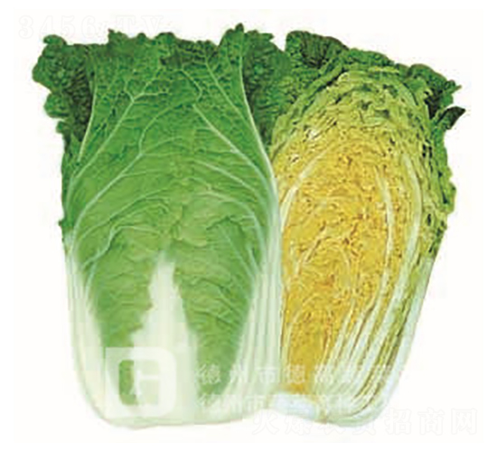 黃心白菜-金鳳凰-大白菜種子-德高