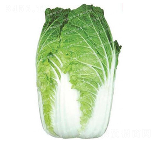 炮彈型大白菜-鐵甲65-大白菜種子-德高