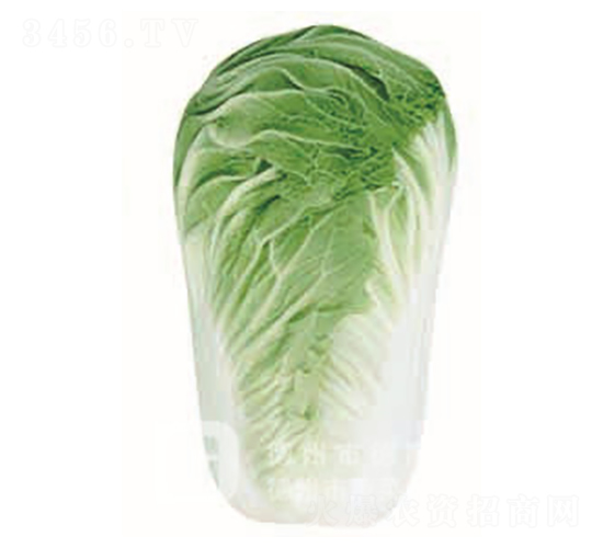 德高8號-大白菜種子-德高