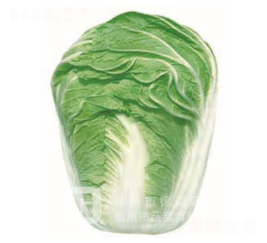 雙改三號(hào)-大白菜種子-德高
