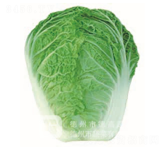德高181-大白菜種子-德高