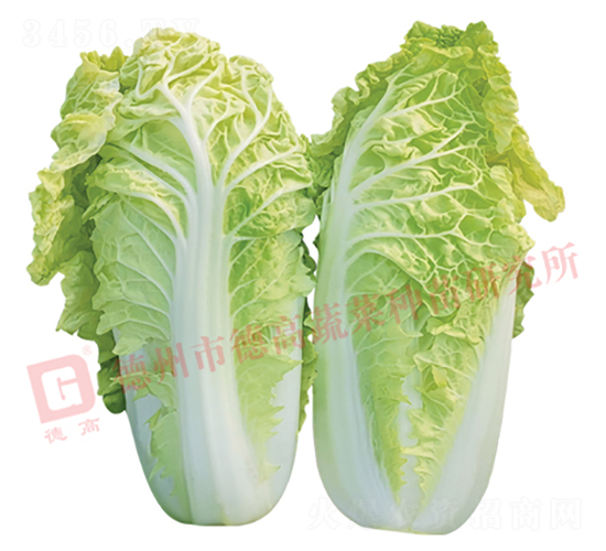 �¸�1443-��ײ˷N��-�¸�