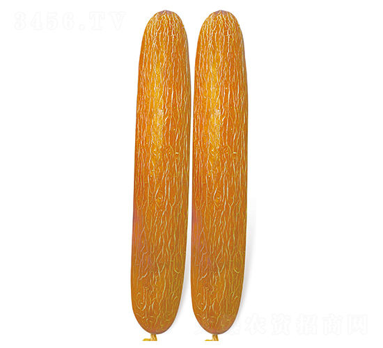 老來(lái)俏-黃瓜種子-鑫園世家