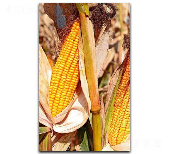 隆科3號(hào)-玉米種子