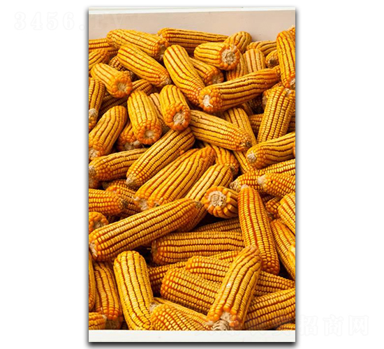 ¡��2065-���׷N��