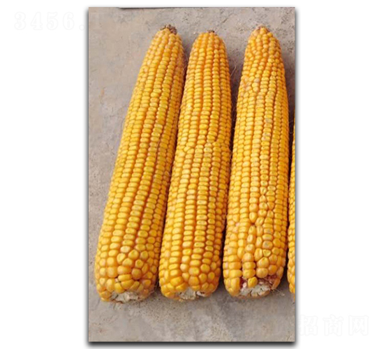 隆豐5號-玉米種子