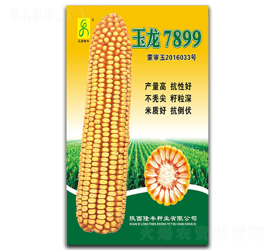 玉龍7899-玉米種子