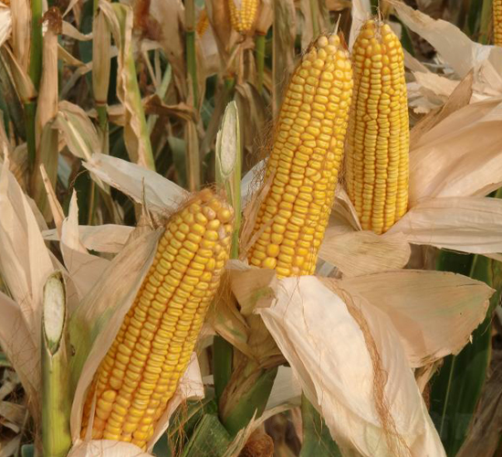 成玉888-玉米種子