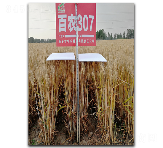 ���r(n��ng)307-С���N��