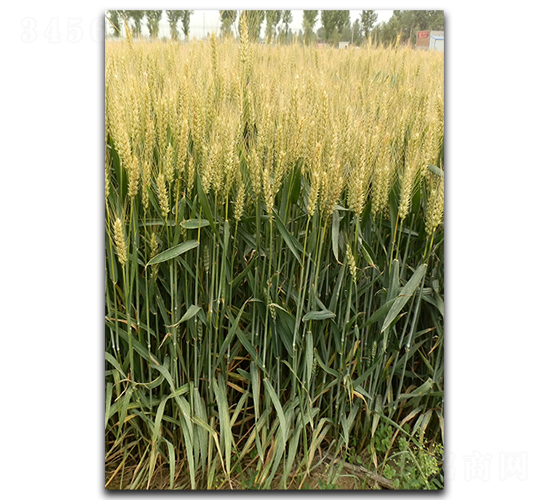 中麥170-小麥種子