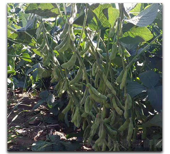 �G��ʯ-ë���N��-ï�A�N�I(y��)