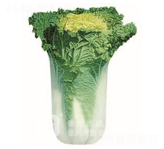 黃心58-黃心白菜種子-德高