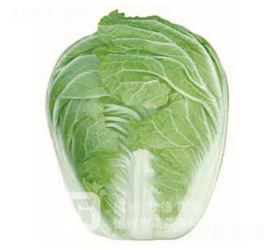 夏白1號(hào)-大白菜種子-德高