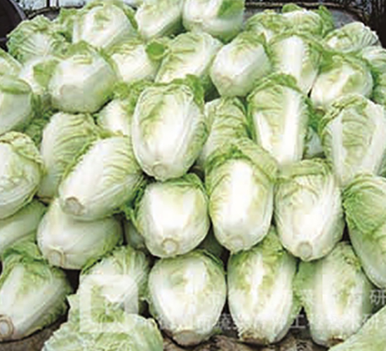 德高16-大白菜種子-德高