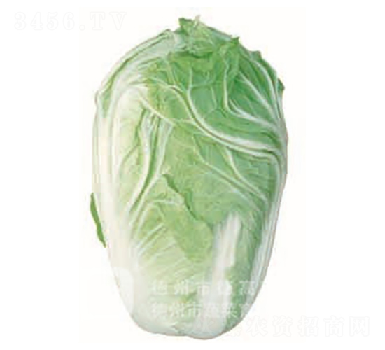 �¸�45-��ײ˷N��-�¸�