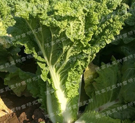 北極春3號-大白菜種子-德高