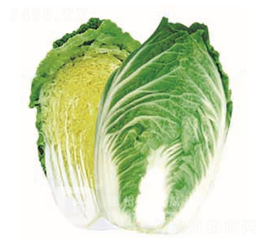 德高春-大白菜種子-德高