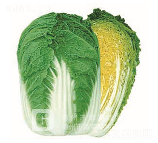 春秋69-大白菜種子-德高