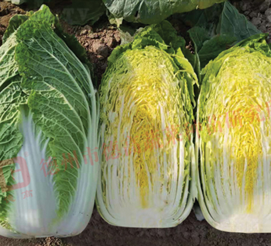 德高29-大白菜種子-德高