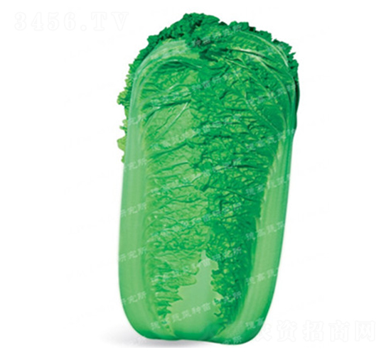 抗根腫病白菜-CR118-大白菜種子-德高