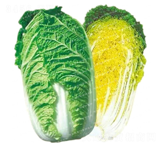 抗根腫病白菜-CR69-大白菜種子-德高