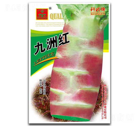 九洲紅萵筍-萵筍種子-科興種業(yè)