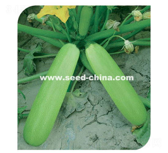 �̹�-�����J�N��-���·N�I(y��)