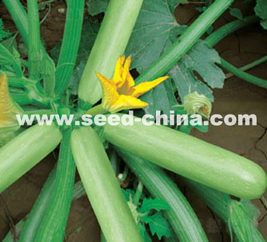 ِ��-�����J�N��-���·N�I(y��)