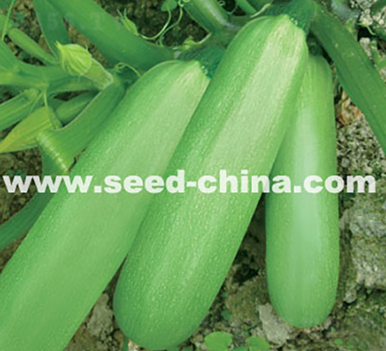 �G��ʯ-�����J�N��-���·N�I(y��)