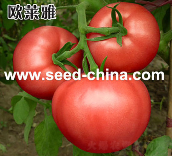 �W�R��-���ѷN��-���·N�I(y��)