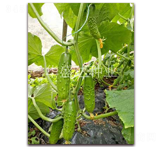 ʢ�S��̖(h��o)-�S�ϷN��-�Aʢ�_(d��)