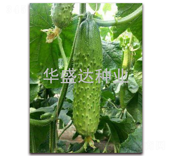 ʢ�_(d��)908-�S�ϷN��-�Aʢ�_(d��)