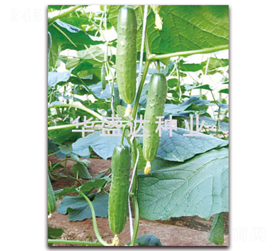 盛達(dá)103-黃瓜種子-華盛達(dá)