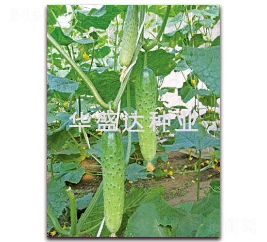 ʢ�_116-�S�ϷN��-�Aʢ�_