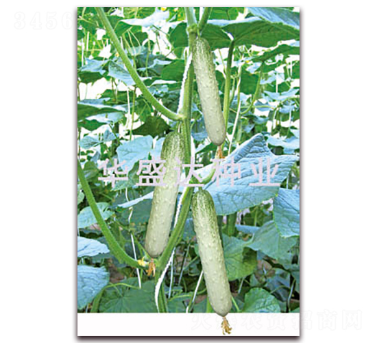 ʢ�_313-�S�ϷN��-�Aʢ�_