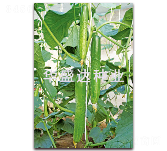 ʢ�_(d��)C19-�S�ϷN��-�Aʢ�_(d��)