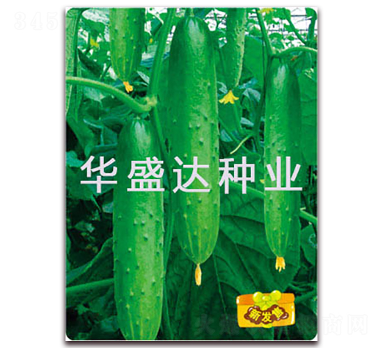 ʢ�_2̖-�S�ϷN��-�Aʢ�_