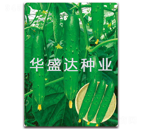 ʢ�_3̖-�S�ϷN��-�Aʢ�_