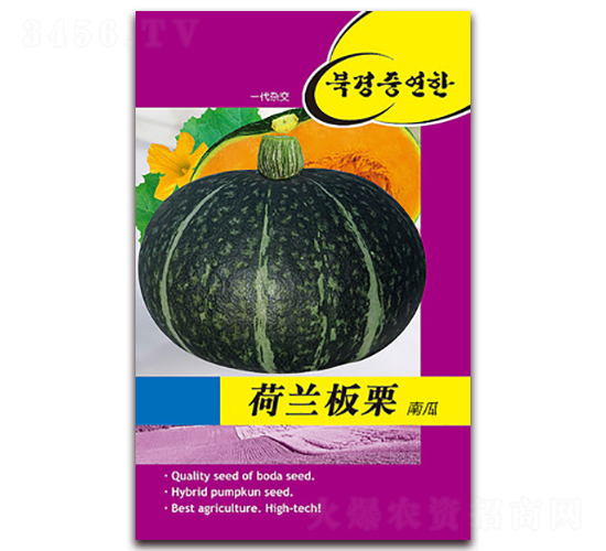 荷蘭板栗-南瓜種子-鑫博大