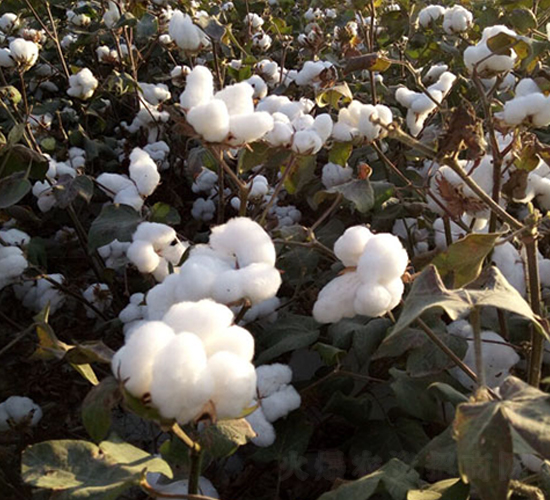 新海24號-棉花種子-九圣禾種業(yè)