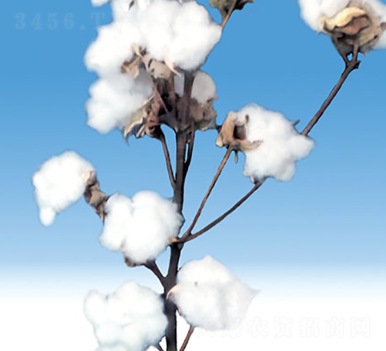 新海39號(hào)-棉花種子-九圣禾種業(yè)