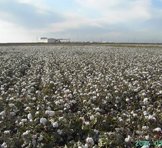 新海35號(hào)-棉花種子-九圣禾種業(yè)