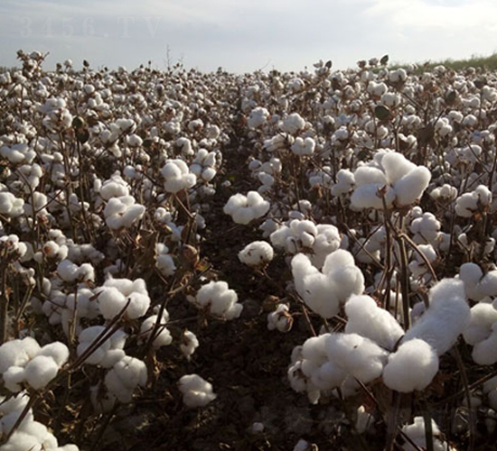 新陸早50號-棉花種子-九圣禾種業(yè)