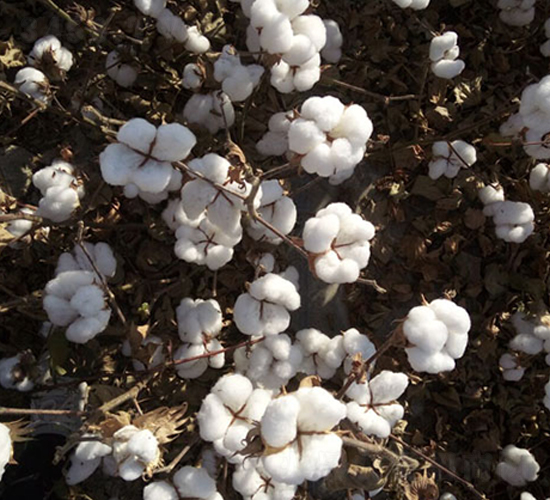 新陸早57號(hào)-棉花種子-九圣禾種業(yè)